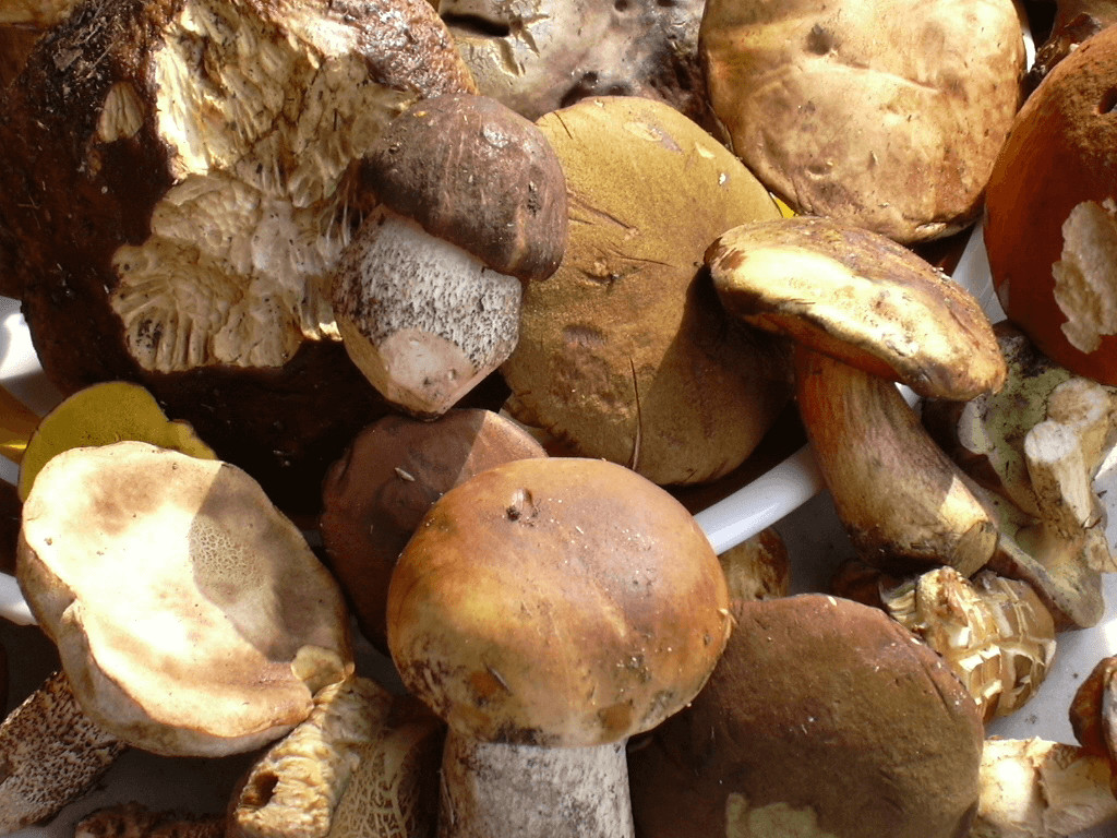 November 3rd: mushrooms mon amour