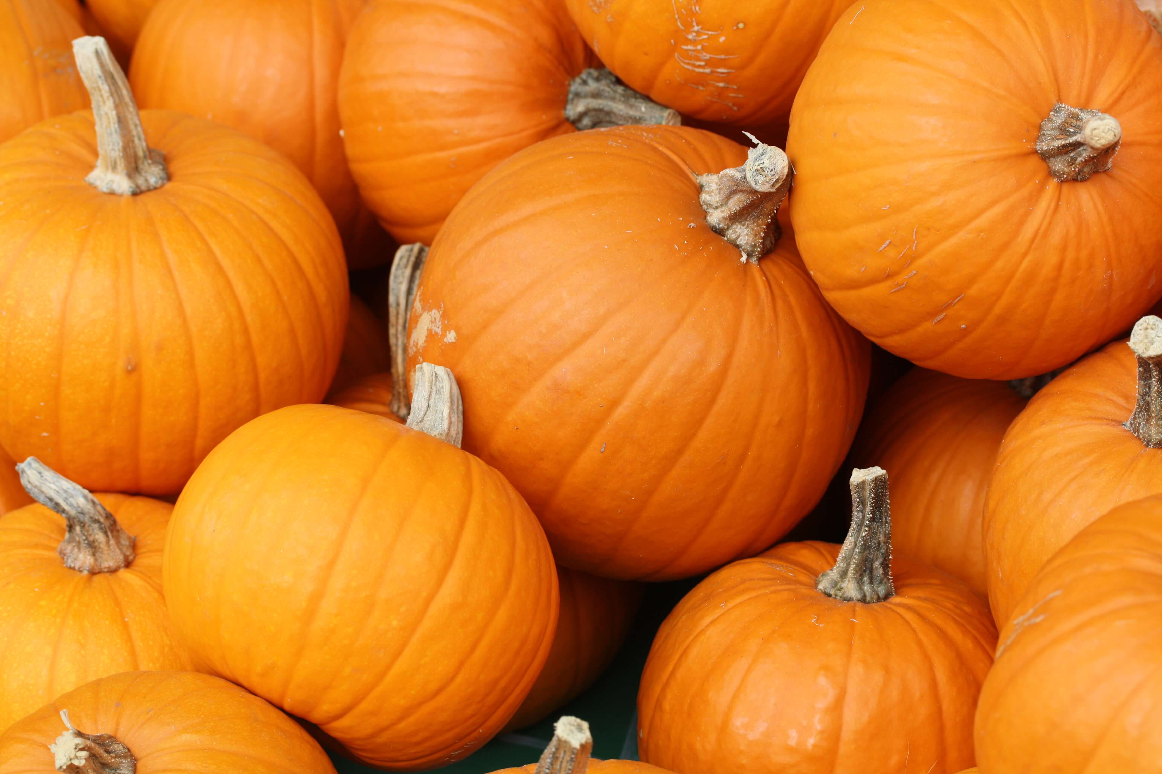 October 27th: the Pumpkin!