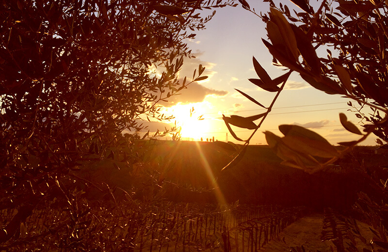 Sounds at Sunset