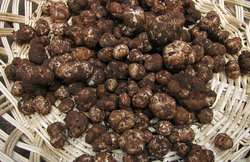 Friday October 26th: here is the truffle!