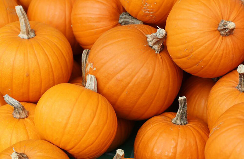 Friday October 12th: the Pumpkin!
